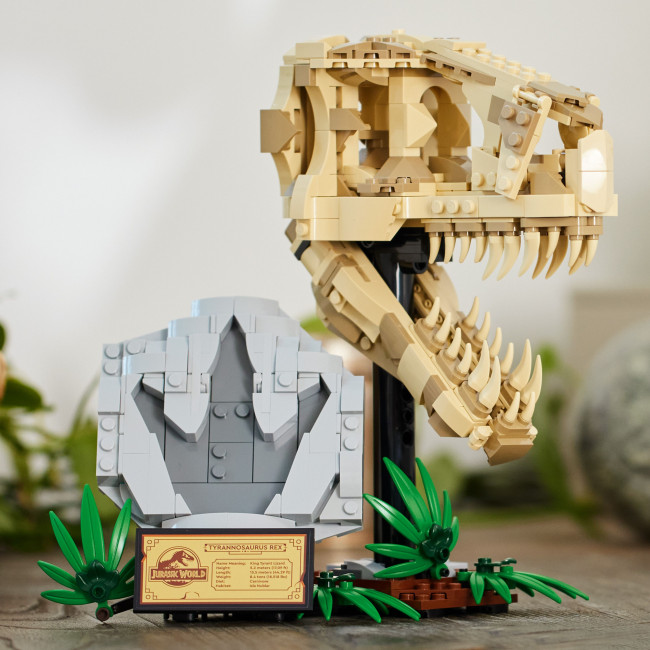76964 Dinosauruse fossiilid: T. rexi pealuu
