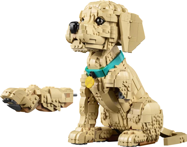 11384 Zelta retrīvera kucēns