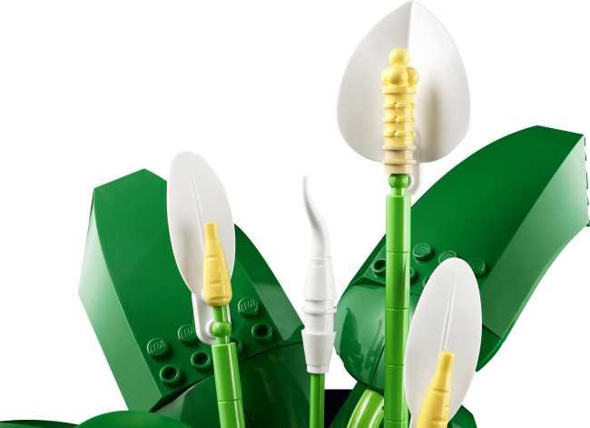 11504 Спатифиллум