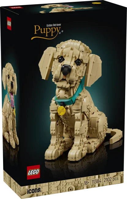 11384 Zelta retrīvera kucēns