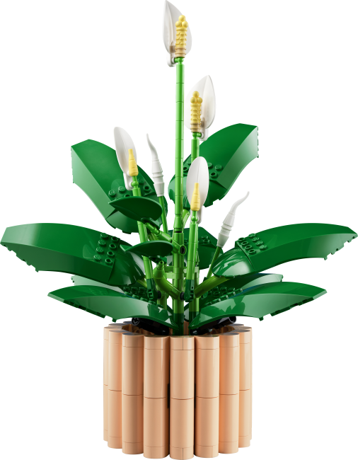 11504 Спатифиллум