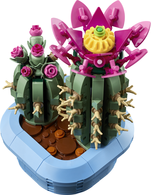 11509 Цветущий кактус