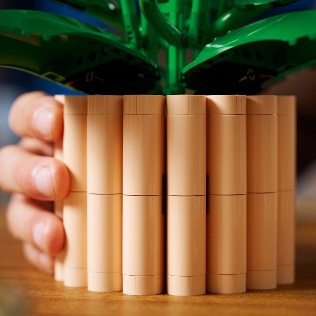 11504 Спатифиллум