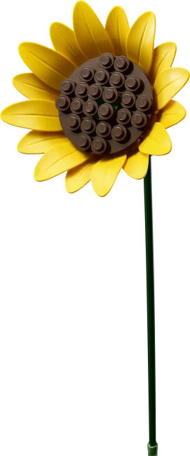 11502 Saulespuķu pušķis