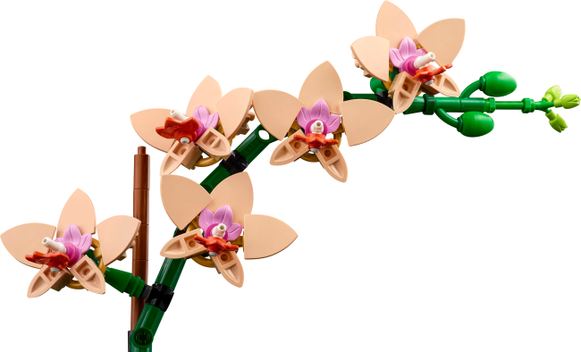 10343 Mini orhideja