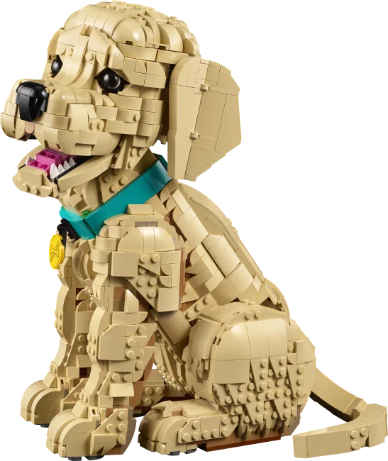 11384 Zelta retrīvera kucēns