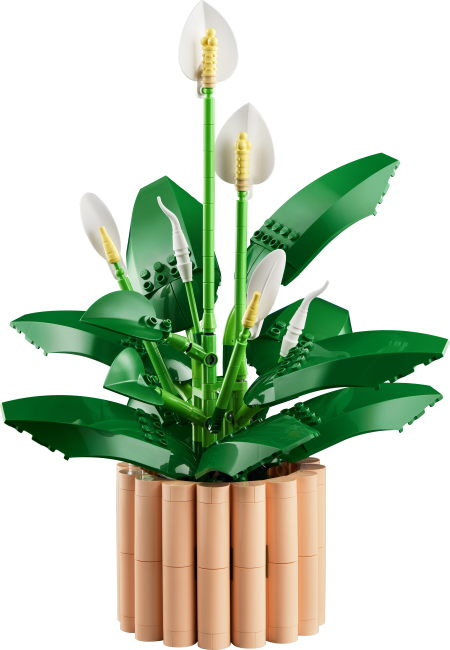 11504 Спатифиллум