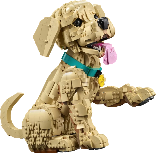 11384 Zelta retrīvera kucēns