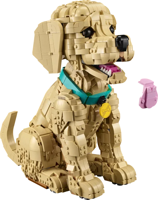 11384 Zelta retrīvera kucēns