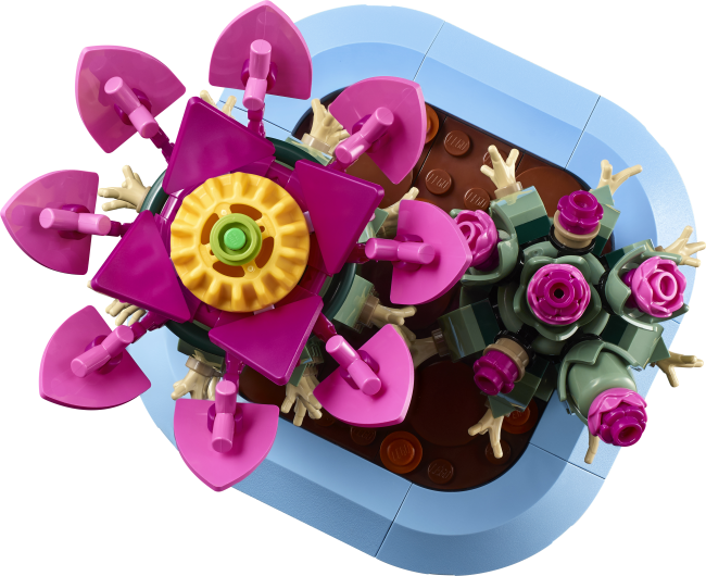 11509 Цветущий кактус