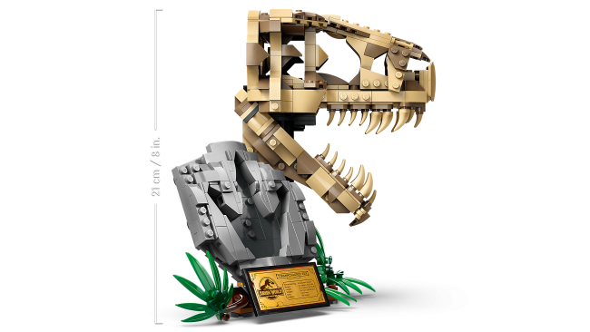 76964 Dinosauruse fossiilid: T. rexi pealuu