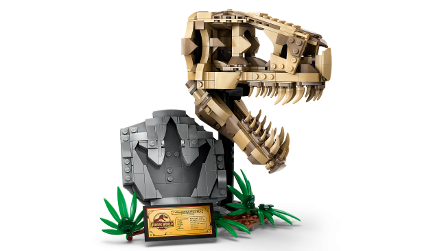 76964 Dinosauruse fossiilid: T. rexi pealuu