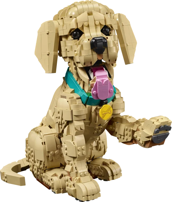 11384 Zelta retrīvera kucēns