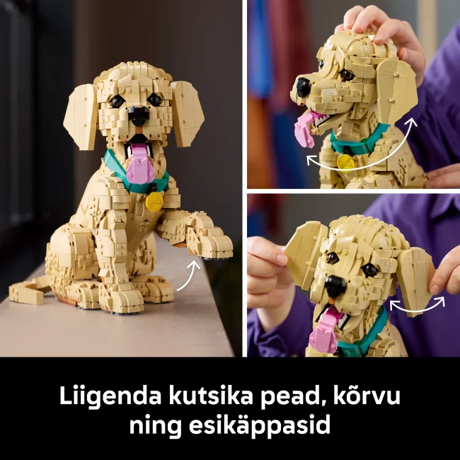 11384 Zelta retrīvera kucēns