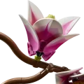 11510 LEGO Botanicals Magnolian oksat