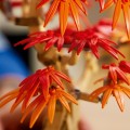 10348 LEGO Botanicals Дерево бонсай: красный японский клен